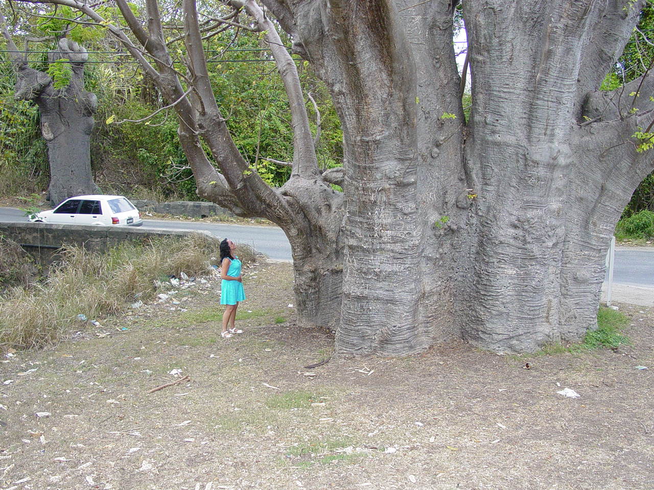Barbados_Honeymoon_-_Baobab_tree